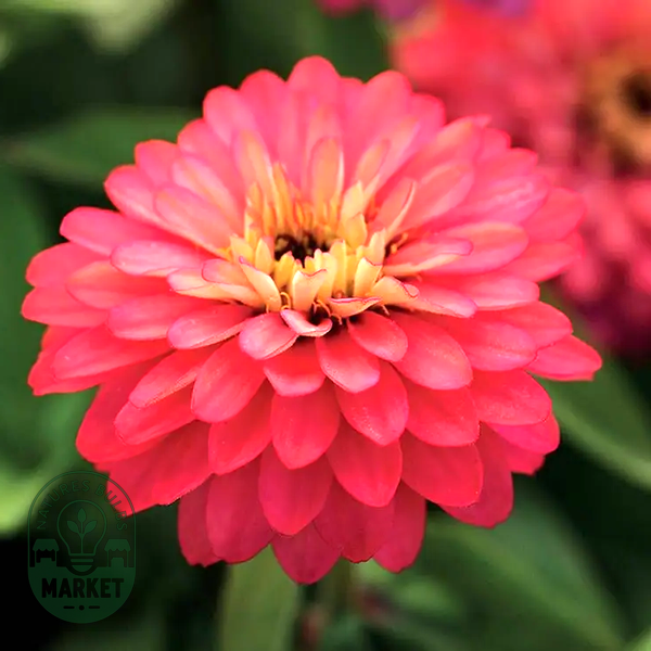 Double Zahara™ Salmon Zinnia Seeds