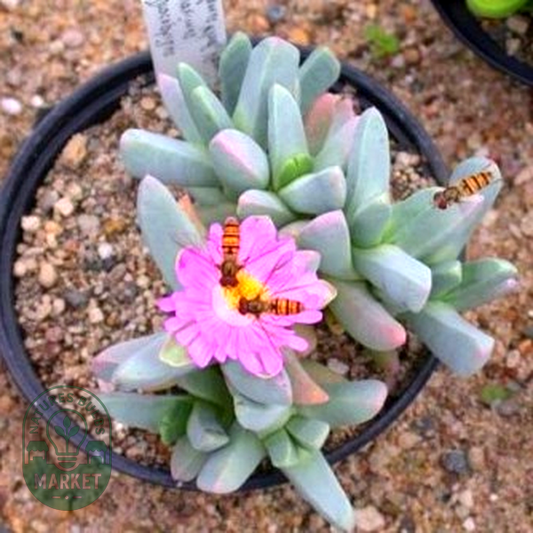 Dracophilus proximus