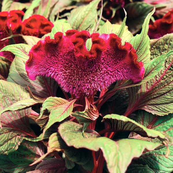 Dracula Celosia Seeds