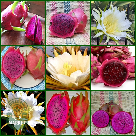Dragon Fruit – 6 Varieties