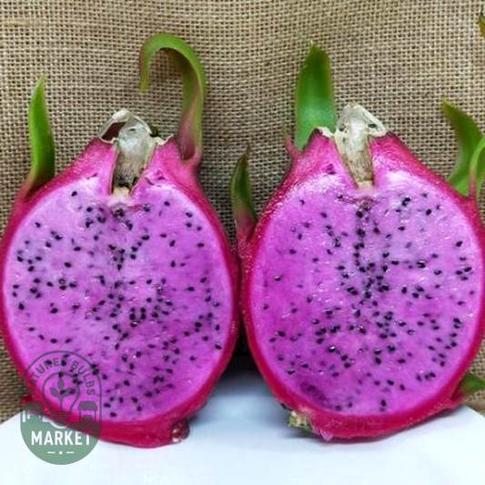 Dragon Fruit Delight