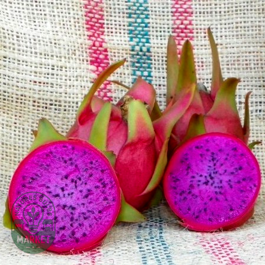 Dragon Fruit Halley’s Comet