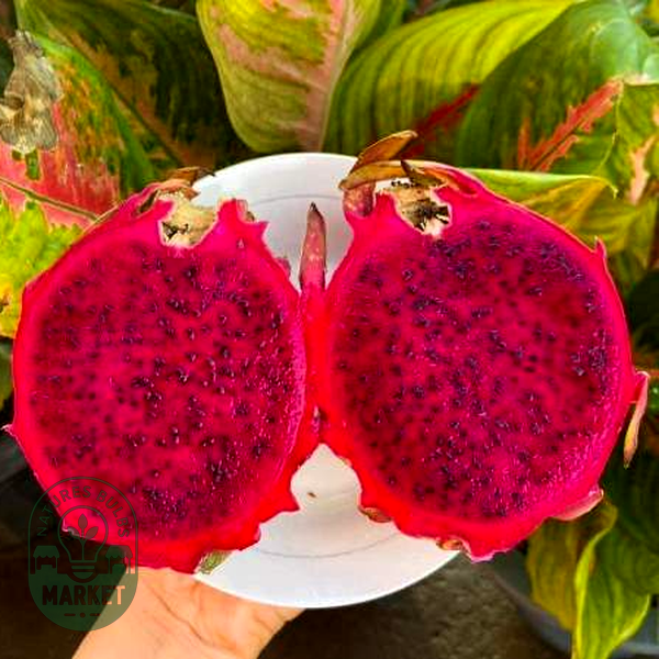 Dragon Fruit L.A. Woman