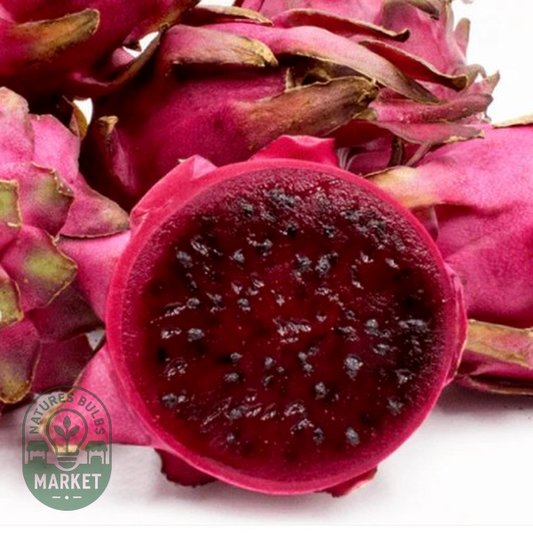 Dragon Fruit Voodoo Child