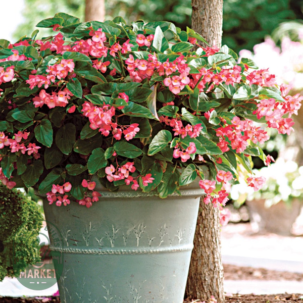 Dragon Wing® Pink Begonia Seeds