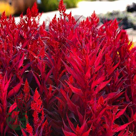 Dragon's Breath® Celosia Seeds