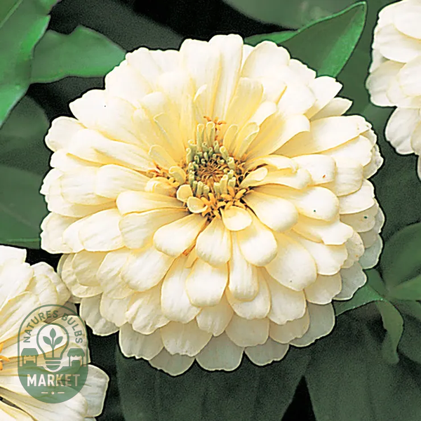 Dreamland™ Ivory Hybrid Zinnia Seeds