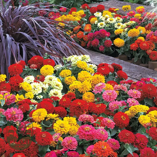 Dreamland™ Mix Hybrid Zinnia Seeds