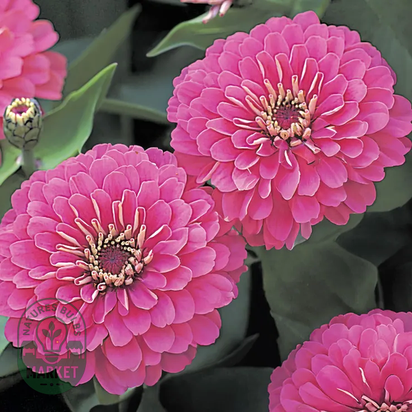 Dreamland™ Pink Zinnia Seeds - Hybrid