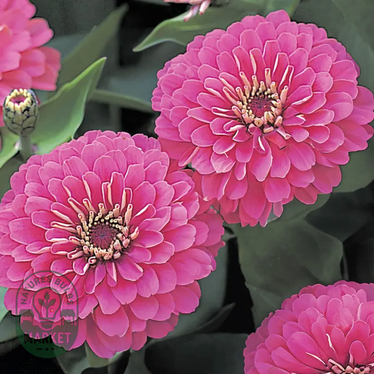 Dreamland™ Pink Zinnia Seeds - Hybrid
