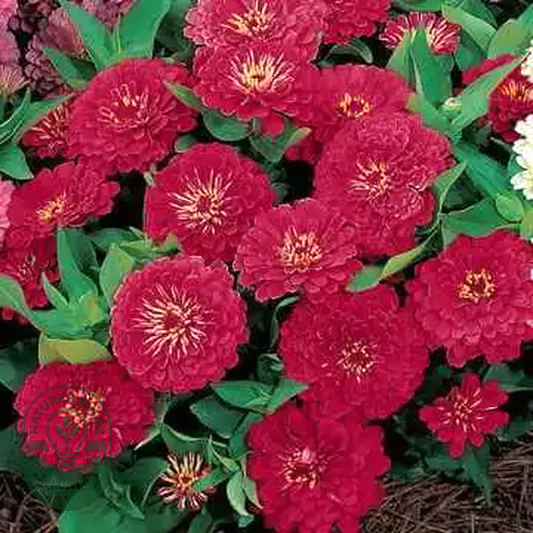 Dreamland™ Red Bulk Zinnia Seeds - Hybrid