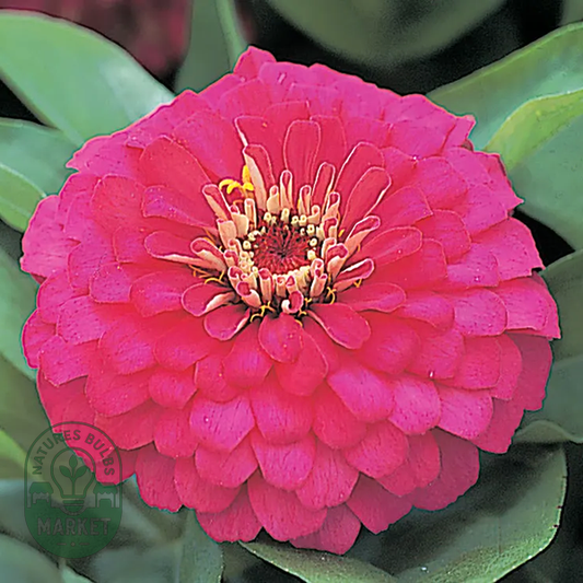 Dreamland™ Rose Hybrid Zinnia Seeds