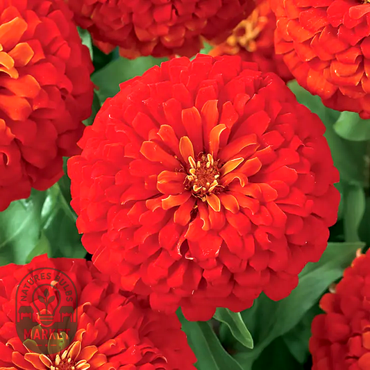 Dreamland™ Scarlet Hybrid Zinnia Seeds