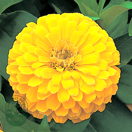 Dreamland™ Yellow Hybrid Zinnia Seeds