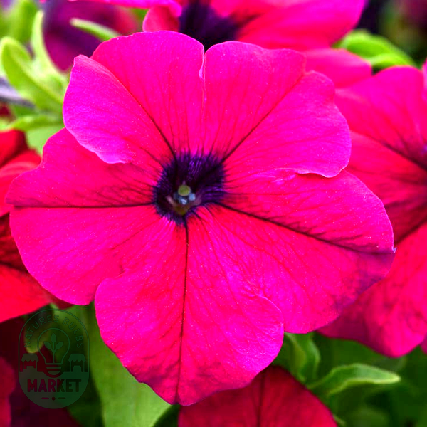 Dreams™ Burgundy Petunia Seeds