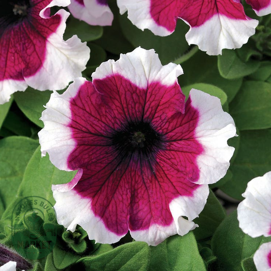 Dreams™ Burgundy Picotee Petunia Seeds