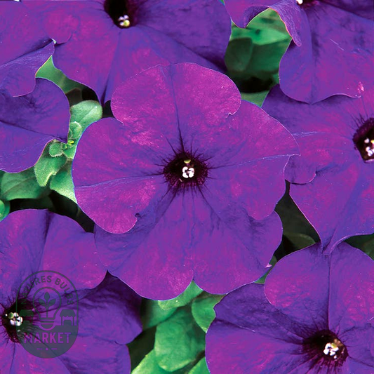 Dreams™ Midnight Petunia Seeds