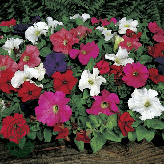 Dreams™ Mix Petunia Seeds