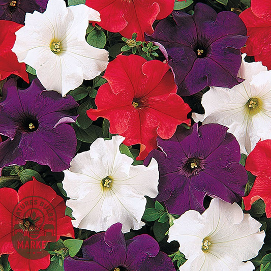 Dreams™ Patriot Mix Petunia Seeds