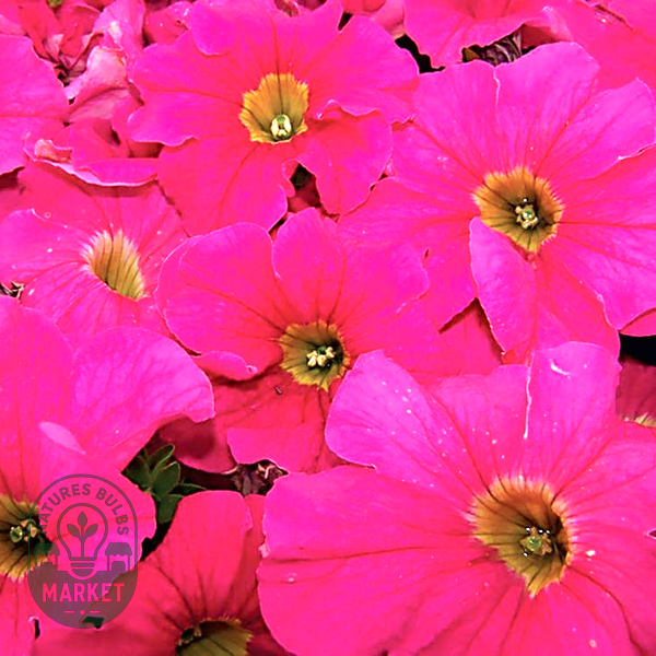 Dreams™ Pink Petunia Seeds