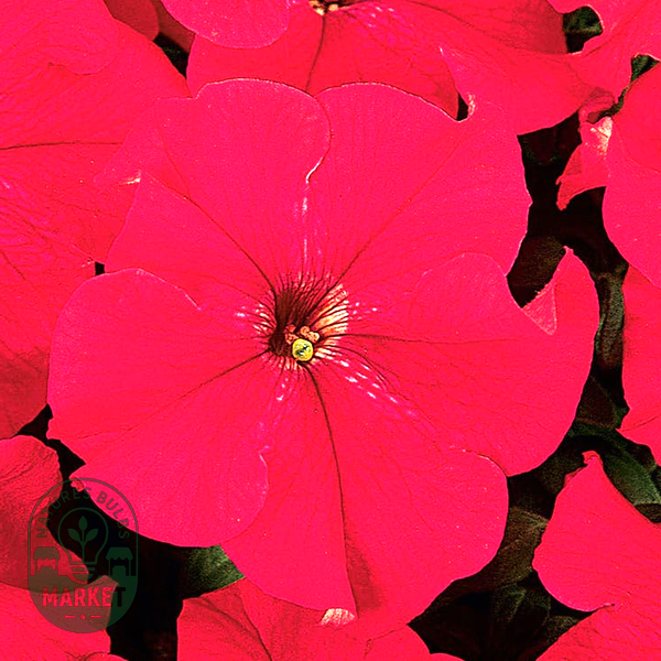 Dreams™ Red Petunia Seeds