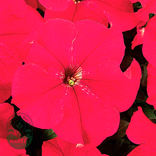 Dreams™ Red Petunia Seeds