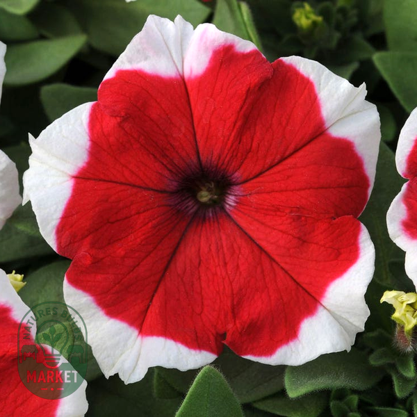 Dreams™ Red Picotee Petunia Seeds