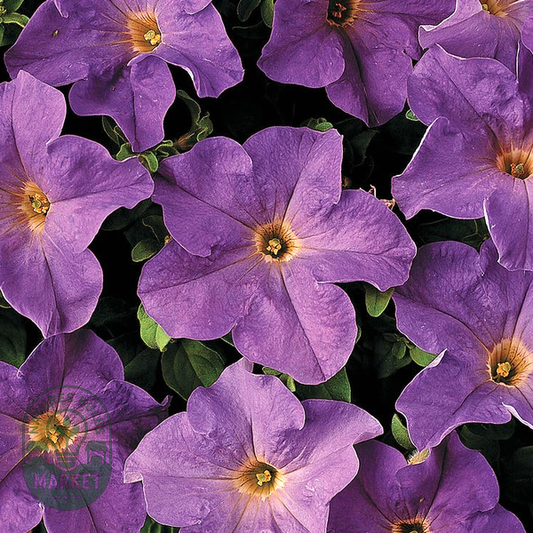 Dreams™ Sky Blue Petunia Seeds