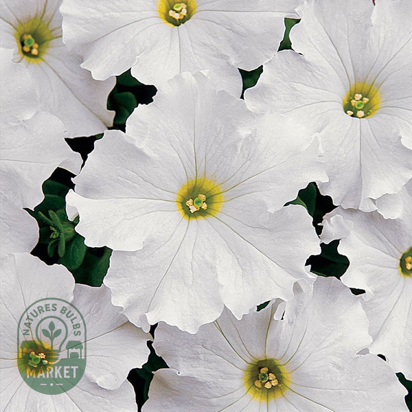 Dreams™ White Petunia Seeds