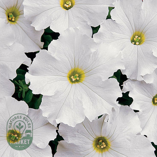 Dreams™ White Petunia Seeds