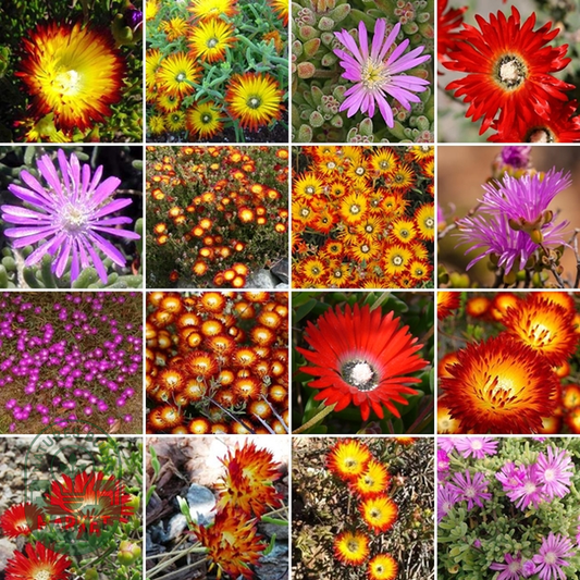 Drosanthemum Mixed Species