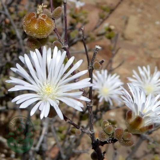 Drosanthemum albiflorum