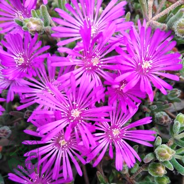 Drosanthemum ambiguum