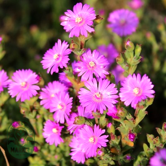 Drosanthemum asperulum