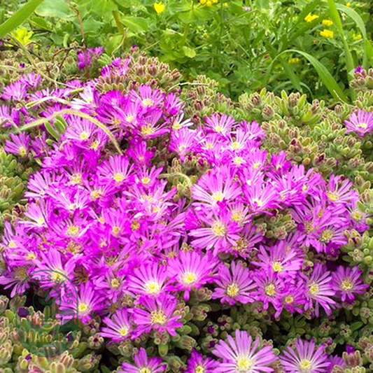 Drosanthemum crassum