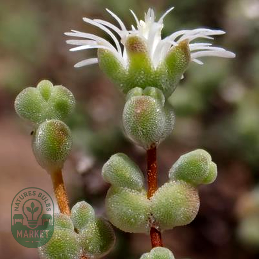 Drosanthemum delicatulum