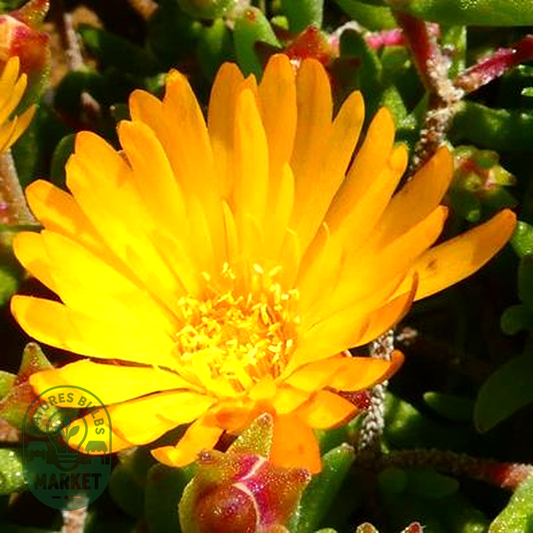 Drosanthemum flavum