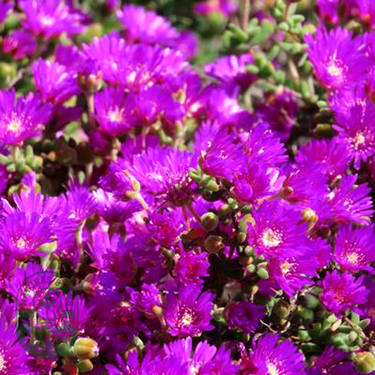 Drosanthemum fourcadei