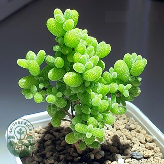 Drosanthemum globosum