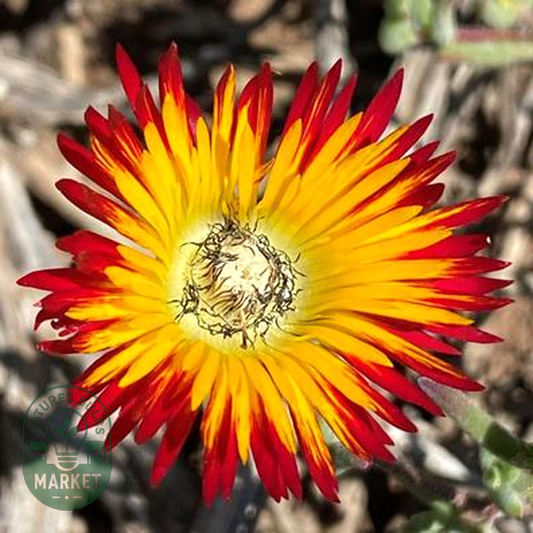 Drosanthemum hallii