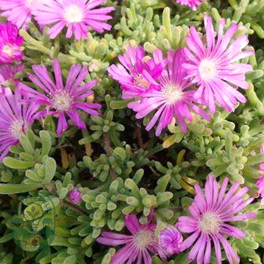 Drosanthemum hispidifolium