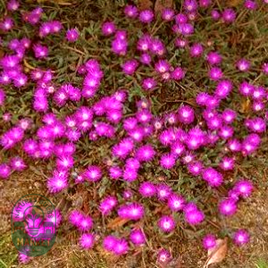 Drosanthemum hispidum