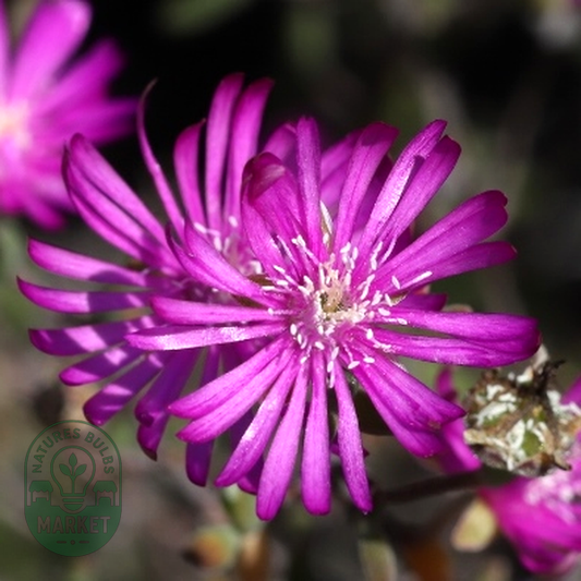 Drosanthemum karrooense