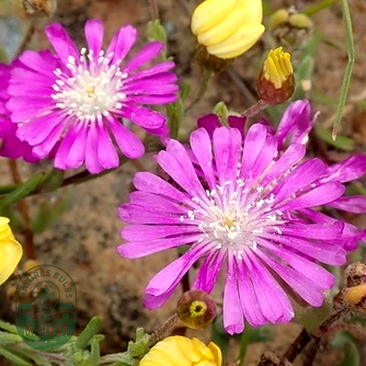 Drosanthemum latipetalum