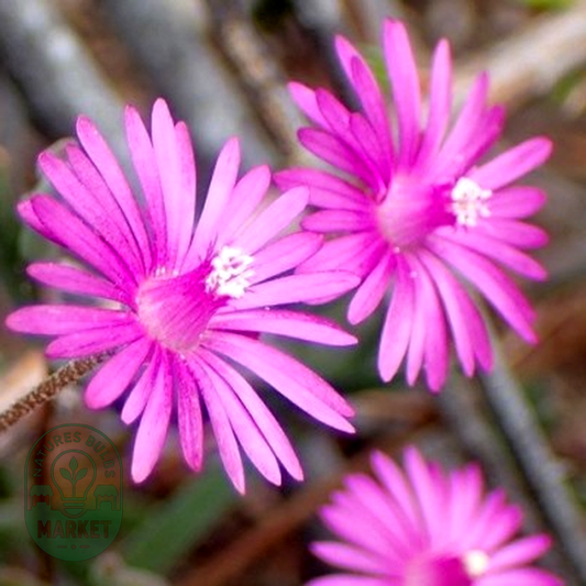 Drosanthemum lique