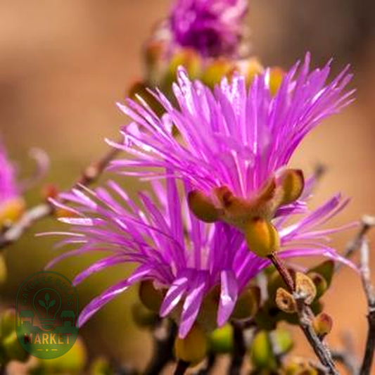 Drosanthemum macrocalyx