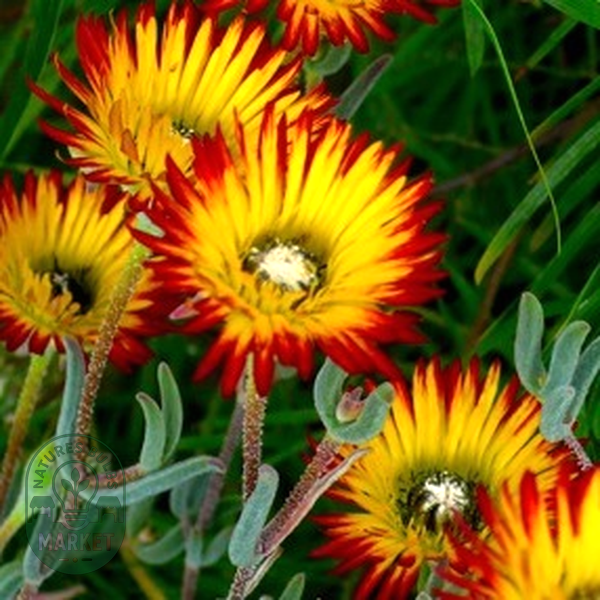 Drosanthemum micans