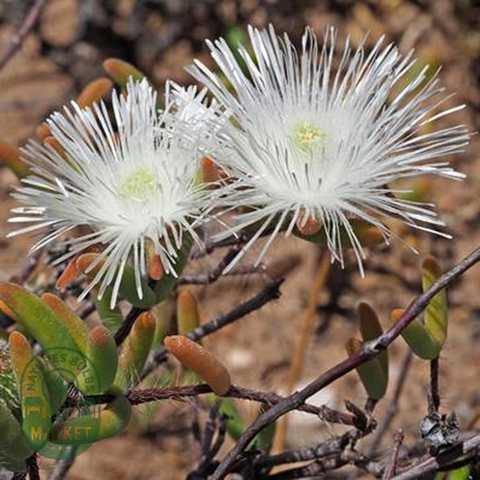 Drosanthemum papillatum