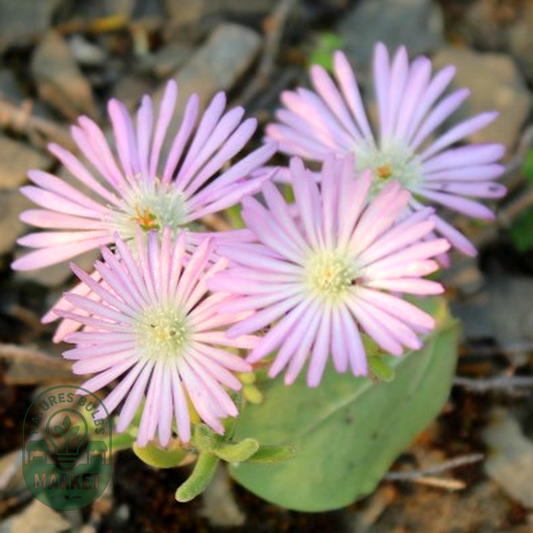 Drosanthemum prostratum