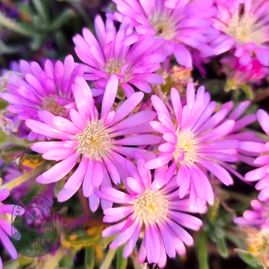 Drosanthemum pulchellum